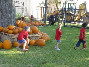 pumpkin patch 1