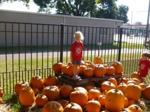 pumpkin patch 3